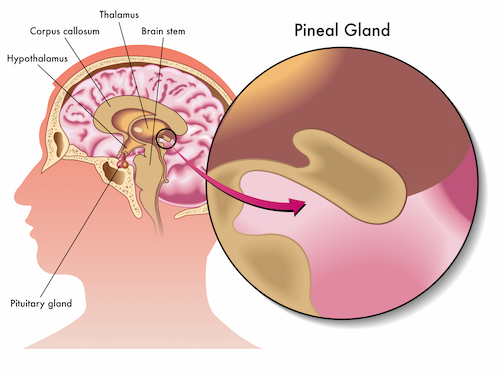 Pineal Gland Image